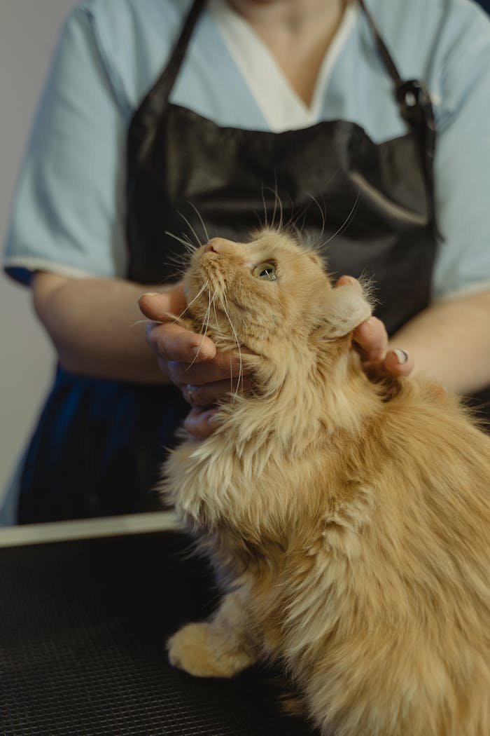 services-02 A groomer in an apron gently holds an attentive fluffy cat indoors.